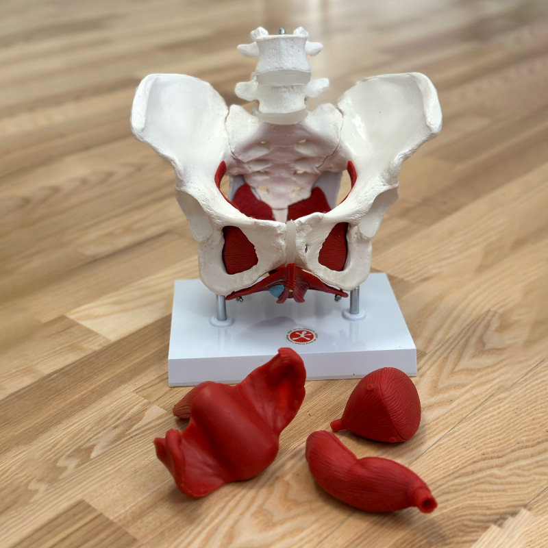 Bækken Med Muskler Og Organer Dele